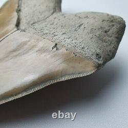 PERFECT GIANT MEGALODON Shark Tooth? 6,29 INCH? Miocene / MUSEUM SPECIMEN