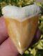 Perfect Orange Colored Bone Valley Megalodon Shark Tooth. Miocene