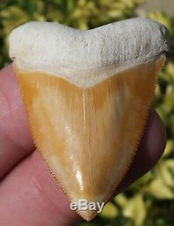 PERFECT Orange colored Bone Valley Megalodon Shark Tooth. Miocene