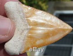PERFECT Orange colored Bone Valley Megalodon Shark Tooth. Miocene