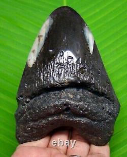 POLISHED MEGALODON SHARK TOOTH 4.15 inches REAL FOSSIL NOT REPLICA