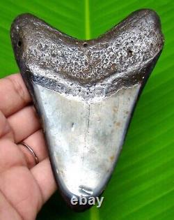 POLISHED MEGALODON SHARK TOOTH 4.29 inches REAL FOSSIL & NOT REPLICA