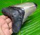 Polished Megalodon Shark Tooth 4.58 Inches Real Fossil & Not Replica