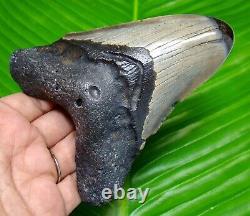 POLISHED MEGALODON SHARK TOOTH 4.58 inches REAL FOSSIL & NOT REPLICA