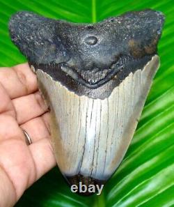 POLISHED MEGALODON SHARK TOOTH 4.58 inches REAL FOSSIL & NOT REPLICA