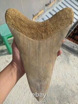 PRIVATE NEW WORLD RECORD BIGGEST SUPER RARE Megalodon World Shark Tooth 11 Inch