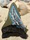 Painted Megalodon Shark Tooth By Tbull 4.4 Long