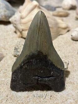 Painted Megalodon Shark Tooth By Tbull 4.4 Long