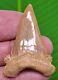 Palaeocarcharodon Shark Tooth Monster 2 In. Pygmy White Shark