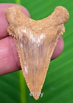 Palaeocarcharodon Shark Tooth MONSTER 2 in. Pygmy white shark