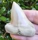 Pathological Lee Creek Hastalis Shark Tooth Fossil Not Megalodon