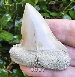 Pathological Lee Creek Hastalis Shark Tooth Fossil Not Megalodon