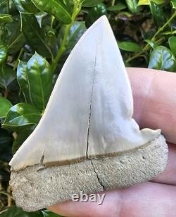Pathological Lee Creek Hastalis Shark Tooth Fossil Not Megalodon