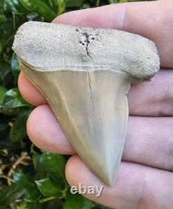Pathological Lee Creek Hastalis Shark Tooth Fossil Not Megalodon