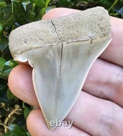 Pathological Lee Creek Hastalis Shark Tooth Fossil Not Megalodon