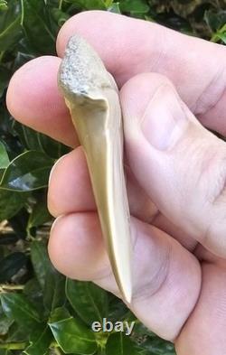 Pathological Lee Creek Hastalis Shark Tooth Fossil Not Megalodon
