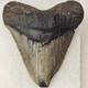 Pathological Megalodon 5.00 Fossil Shark Tooth Atlantic Offshore United States