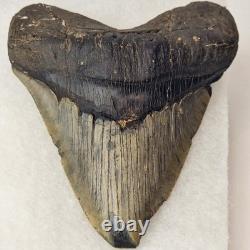 Pathological Megalodon 5.00 Fossil Shark Tooth Atlantic Offshore United States