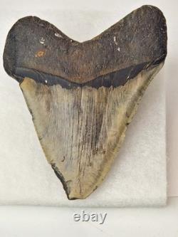 Pathological Megalodon 5.00 Fossil Shark Tooth Atlantic Offshore United States