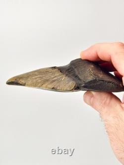 Pathological Megalodon 5.00 Fossil Shark Tooth Atlantic Offshore United States