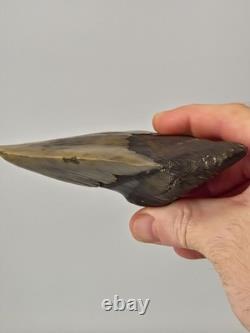 Pathological Megalodon 5.00 Fossil Shark Tooth Atlantic Offshore United States