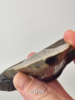 Pathological Megalodon 5.00 Fossil Shark Tooth Atlantic Offshore United States
