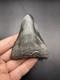 Pathological Twisted Megalodon Tooth 3.5 Megalodon Tooth Deformed Megalodon