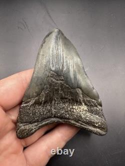 Pathological Twisted Megalodon Tooth 3.5 Megalodon Tooth Deformed Megalodon