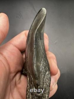 Pathological Twisted Megalodon Tooth 3.5 Megalodon Tooth Deformed Megalodon