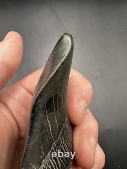 Pathological Twisted Megalodon Tooth 3.5 Megalodon Tooth Deformed Megalodon