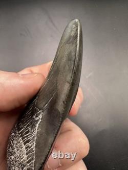 Pathological Twisted Megalodon Tooth 3.5 Megalodon Tooth Deformed Megalodon