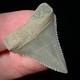 Perfect Great White Shark Tooth 1.25 Megalodon Teeth Era Real Fossil Unrestored