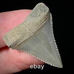 Perfect Great White Shark Tooth 1.25 Megalodon Teeth Era Real Fossil unrestored