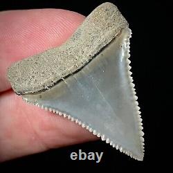 Perfect Great White Shark Tooth 1.25 Megalodon Teeth Era Real Fossil unrestored