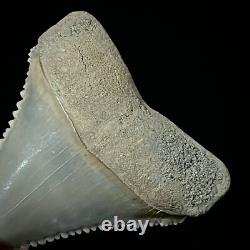 Perfect Great White Shark Tooth 1.25 Megalodon Teeth Era Real Fossil unrestored
