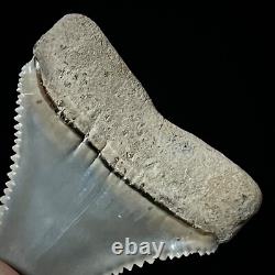Perfect Great White Shark Tooth 1.25 Megalodon Teeth Era Real Fossil unrestored