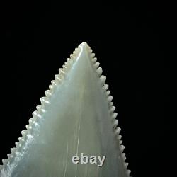 Perfect Great White Shark Tooth 1.25 Megalodon Teeth Era Real Fossil unrestored