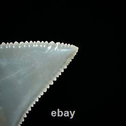 Perfect Great White Shark Tooth 1.25 Megalodon Teeth Era Real Fossil unrestored