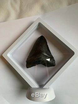 Perfect Megalodon Tooth With Stand