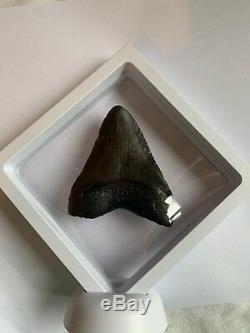 Perfect Megalodon Tooth With Stand