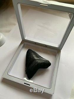 Perfect Megalodon Tooth With Stand