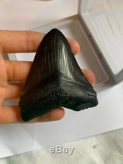 Perfect Megalodon Tooth With Stand