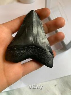Perfect Megalodon Tooth With Stand
