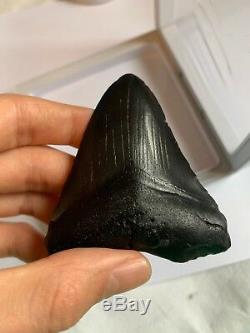 Perfect Megalodon Tooth With Stand