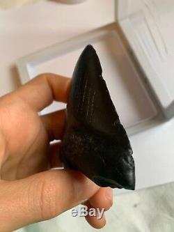 Perfect Megalodon Tooth With Stand