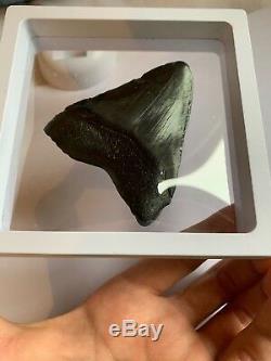 Perfect Megalodon Tooth With Stand