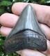 Perfect Pyritized Georgia Megalodon Shark Tooth Fossil Not Chubutensis