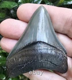 Perfect Pyritized Georgia Megalodon Shark Tooth Fossil Not Chubutensis