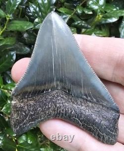 Perfect Pyritized Georgia Megalodon Shark Tooth Fossil Not Chubutensis