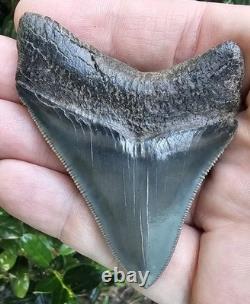 Perfect Pyritized Georgia Megalodon Shark Tooth Fossil Not Chubutensis